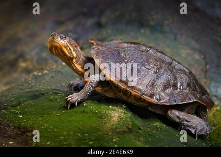 Kubanische Slider, Trachemys decussata, Schildkröte in der Natur Lebensraum. Slider sitzt auf dem Stein in der Nähe des Wassers, Kuba, Karibische Inseln. Schildkröte in der na Stockfoto