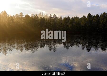 Nebliger Morgen in der Nähe des Morgentees. Sonnenaufgang im Wald, Nationalpark Sumava, Tschechische Republik. Fichte und Sturmwolken Himmel in der Natur. Sumer Landschaft Stockfoto