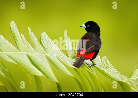 Scharlachrote Tanager, Ramphocelus passerinii, exotischer tropischer Rot- und Schwarzvogel aus Costa Rica, in einem grünen Wald-Naturlebensraum. Schwarzes und rotes Lied Stockfoto