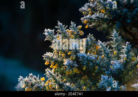 Die gelben Blüten des Gemeinen Gorse (Ulex europaeus) An einem Januarmorgen in Nordengland mit einem harten Frost auf dieser winterharten Pflanze Stockfoto