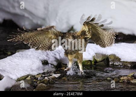 Blakiston-Fischeule, Bubo blakistoni, größte lebende Fischeule, eine Untergruppe von Adlern. Vogeljagd im kalten Wasser. Wildlife-Szene von winte Stockfoto