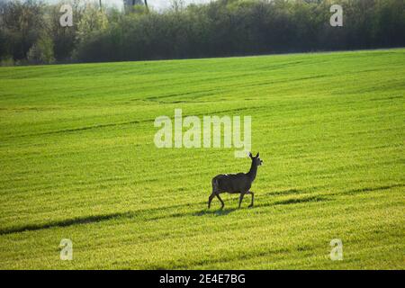 Hind läuft durch ein grünes Feld an einem sonnigen Tag, Frühlingsblick Stockfoto