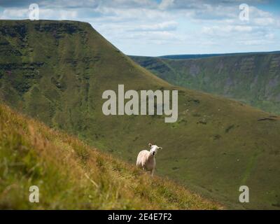 Schafe auf einem Hügel in wales Stockfoto