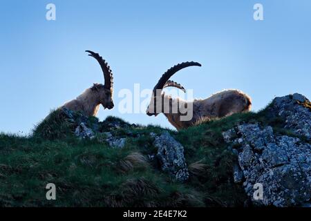 Steinbock Kampf auf dem Felsen. Alpine Ibex, Capra Steinbock, Tiere in der Natur Lebensraum, Frankreich. Nacht auf dem hohen Berg. Schöne Berglandschaft mit zwei ein Stockfoto