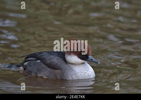 Weibliche Glättung, Mergellus albellus Stockfoto