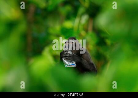 Affe im dunklen Wald. Celebes Crested Macaque, sitzen in der Natur Lebensraum, Tierwelt aus Asien, Natur von Tangkoko Sulawesi, Indonesien. Seltenes Tier Stockfoto