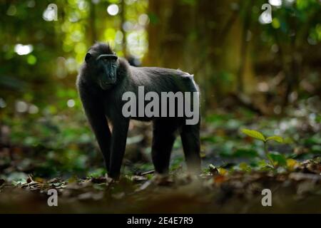 Affe im dunklen Wald. Celebes Crested Macaque, Macaca nigra, sitzen in der Natur Lebensraum, Tierwelt aus Asien, Natur von Tangkoko auf Sulawesi, Indonisch Stockfoto