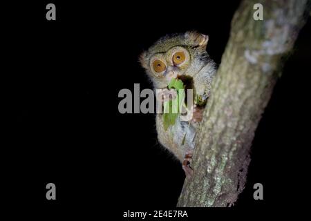 Spectral Tarsier, Tarsius Spektrum, Porträt von seltenen nachtaktiven Tier mit abgetöteten grünen Heuschrecke, im großen Ficusbaum, Tangkoko Nationalpark o Stockfoto