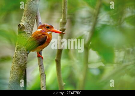 Sulawesi Zwergfischer, Ceyx Fallax, kleiner farbenprächtiger Vogel im Naturwaldhabitat. Eisvogel in der gren Vegetation, Tangkoko-Batuangas Dua S. Stockfoto