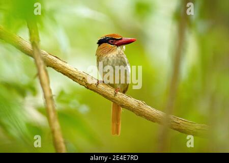 Fliederwulst Eisvogel, Cittura cyanotis, sitzt auf dem Ast im grünen tropischen Wald. Schöner Jungle Eisvogel, Wildlife-Szene aus der Natur Stockfoto