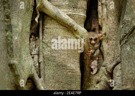 Spectral Tarsier, Tarsius Spektrum, Porträt von seltenen nachtaktiven Tier mit abgetöteten grünen Heuschrecke, im großen Ficusbaum, Tangkoko Nationalpark o Stockfoto