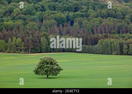 Einsamer Kastanienbaum, mit weißer Blüte, auf der Wiese, mit dunklem Wald im Hintergrund. Landschaft aus der tschechischen Natur. Stringzeit, Baum mit weißem Buh Stockfoto