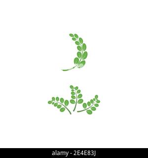 Moringa Blatt Logo Vorlage Vektor Symbol Natur Stock Vektor