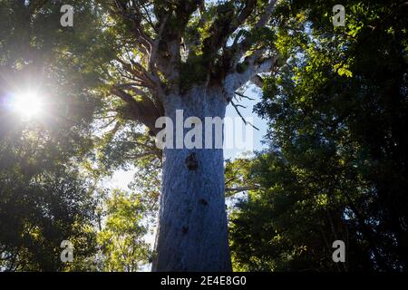 Tane Mahuta Herr des Waldes - Neuseeland Kauri Baum in Waipoa Wald Nordinsel. Stockfoto