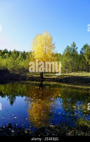 Herbstlandschaft. Schöne gelb-orange Birke spiegelt sich effektiv im Teich im Herbstwald. Hochwertige Fotos Stockfoto