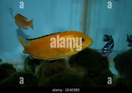 Labidochromis caeruleus ist ein Buntbarsch aus dem Malawisee in Ostafrika. Es ist auch bekannt als lemon Yellow Lab, der blaue Streifen Hap, die elektrische gelb Stockfoto