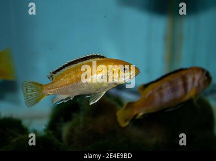 Labidochromis caeruleus ist ein Buntbarsch aus dem Malawisee in Ostafrika. Es ist auch bekannt als lemon Yellow Lab, der blaue Streifen Hap, die elektrische gelb Stockfoto