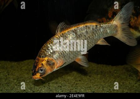 Bunte Koi Fische im Süßwasseraquarium Stockfoto