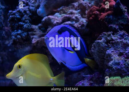 Blaue Surgeonfish (Paracanthurus hepatus), auch bekannt als der blaue tang Schwimmen im Meerwasseraquarium Stockfoto