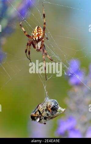 Makroaufnahme einer Eiche Spinne (Aculepeira Ceropegia) auf seiner Spinnennetz mit einer Biene im Kokon Stockfoto