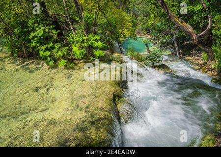 Bach, der von Felsen hinunter fließt, fließt in den türkisfarbenen See, umgeben von grünem Wald. Nationalpark Plitvicer Seen UNESCO Weltkulturerbe, Kroatien Stockfoto