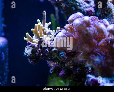 Riffbecken, Meerwasseraquarium mit verschiedenen Arten von Korallen Stockfoto