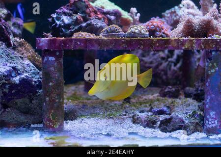 Zebrasoma flavescens - Yellow Tang Schwimmen im Meerwasseraquarium Stockfoto