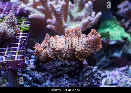 Riffbecken, Meerwasseraquarium mit verschiedenen Arten von Korallen Stockfoto