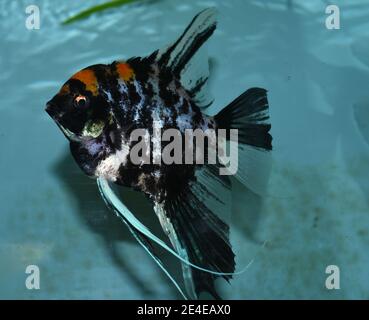 Schwarzer Angelfisch (pterophyllum scalare) im Aquarium Stockfoto