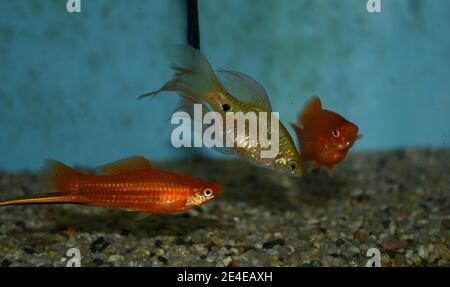 Xiphophorus hellerii (Schwertschwanz) und rosiger Barbe (Puntius conchonius) Schwimmen im tropischen Aquarium Stockfoto