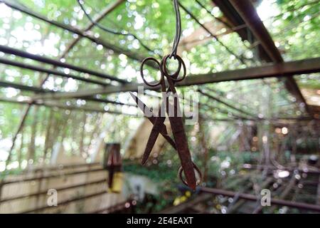 Zwei alte rostige Gartenscheren hängen in einem verlassenen Gewächshaus, Gartenarbeit und Pflanzen schneiden Stockfoto