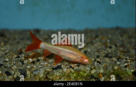 Rotschwanzhai - Albino (labeo bicolor) Schwimmen am Boden im tropischen Aquarium Stockfoto