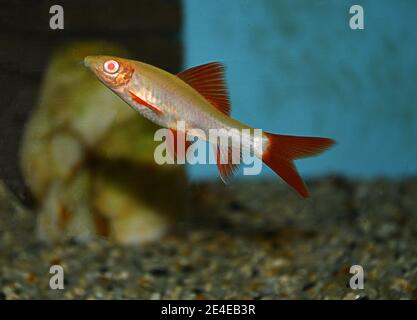 Rotschwanzhai - Albino (labeo bicolor) Schwimmen am Boden im tropischen Aquarium Stockfoto