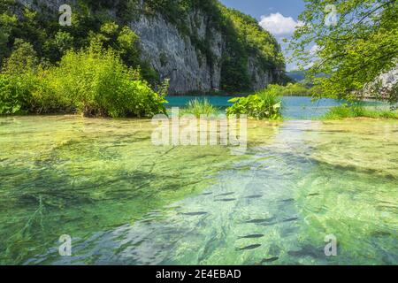Schwarm von Fischen schwimmen in transparenten türkisfarbenen See. Terrassierte Seen im Nationalpark Plitvicer Seen UNESCO-Weltkulturerbe in Kroatien Stockfoto