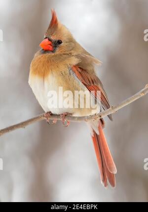 Nördliche Kardinalin, die im Winter auf einem Zweig sitzt, Quebec, Kanada Stockfoto