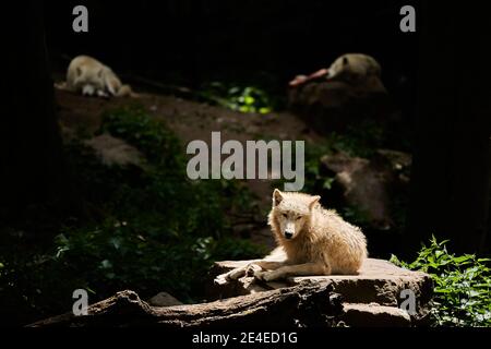 Wolfsrudel von großen und weißen Hudson Bay Wolf, lebt in der Artik und an der nordwestlichen Küste der Hudson Bay in Kanada, Nordamerika. Canis lupus hudso Stockfoto