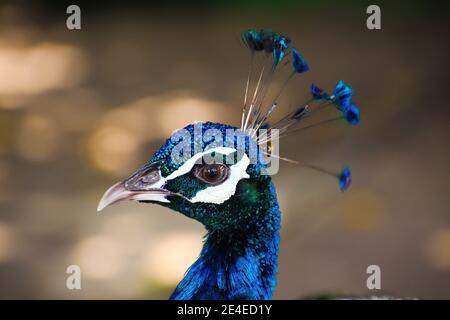 Porträt eines blauen indischen Pfauenmännchens (pavo cristatus) mit ausgefallenen Wappen, verschwommener Hintergrund. Thailand Stockfoto