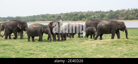 Gruppe von asiatischen Elefanten im Minniya Nationalpark in Sri Lanka. Grüne Landschaft mit einem See Stockfoto