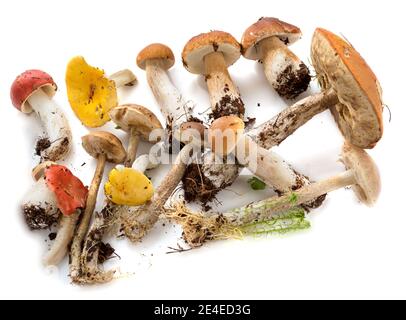 Essbare Waldpilze. Pilze Sammlung isoliert auf weißem Hintergrund. Stockfoto