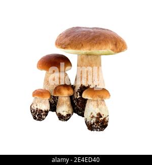 Waldpilze - Boletus edulis, isoliert auf weißem Hintergrund. CEPS oder Steinpilze. Stockfoto