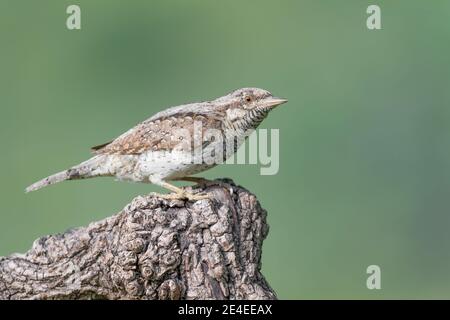 Der eurasische Wryneck oder nördlicher Wryneck am Morgen (Jynx torquilla) Stockfoto