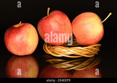 Zwei ganze, rote Bio-reife saftige süße Äpfel liegen auf einem runden Weidenring aus Zweigen und ein ganzer Apfel liegt daneben, auf schwarzem Hintergrund. Stockfoto