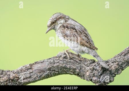 Der eurasische Wryneck oder nördlicher Wryneck am Morgen (Jynx torquilla) Stockfoto