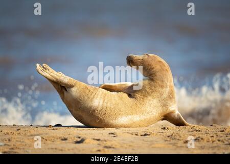 Grey seal pup Stockfoto