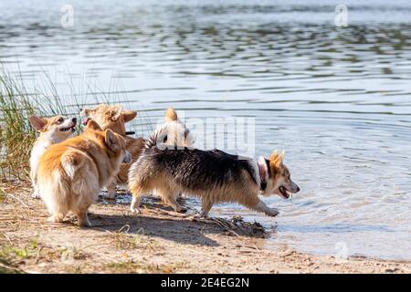 Mehrere glückliche Welsh Corgi Hunde spielen und springen in der Wasser am Sandstrand Stockfoto