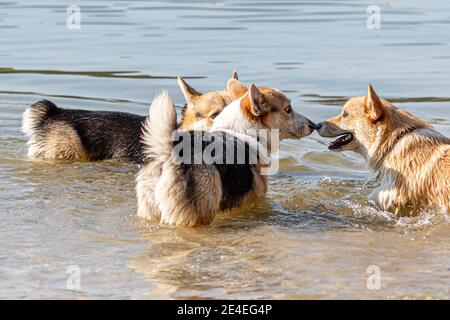 Mehrere glückliche Welsh Corgi Hunde spielen und springen in der Wasser am Sandstrand Stockfoto