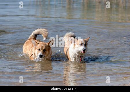 Mehrere glückliche Welsh Corgi Pembroke Hunde spielen und springen hinein Das Wasser am Sandstrand Stockfoto