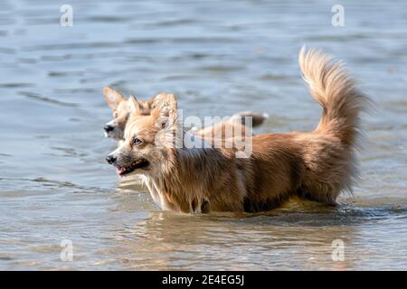 Mehrere glückliche Welsh Corgi Hunde spielen und springen in der Wasser am Sandstrand Stockfoto