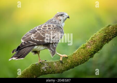 Mäusebussard Stockfoto