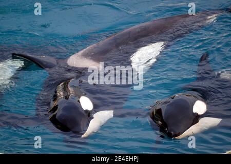 Zwei Killerwale (Orcinus Orca) liegen im blauen Wasser Stockfoto